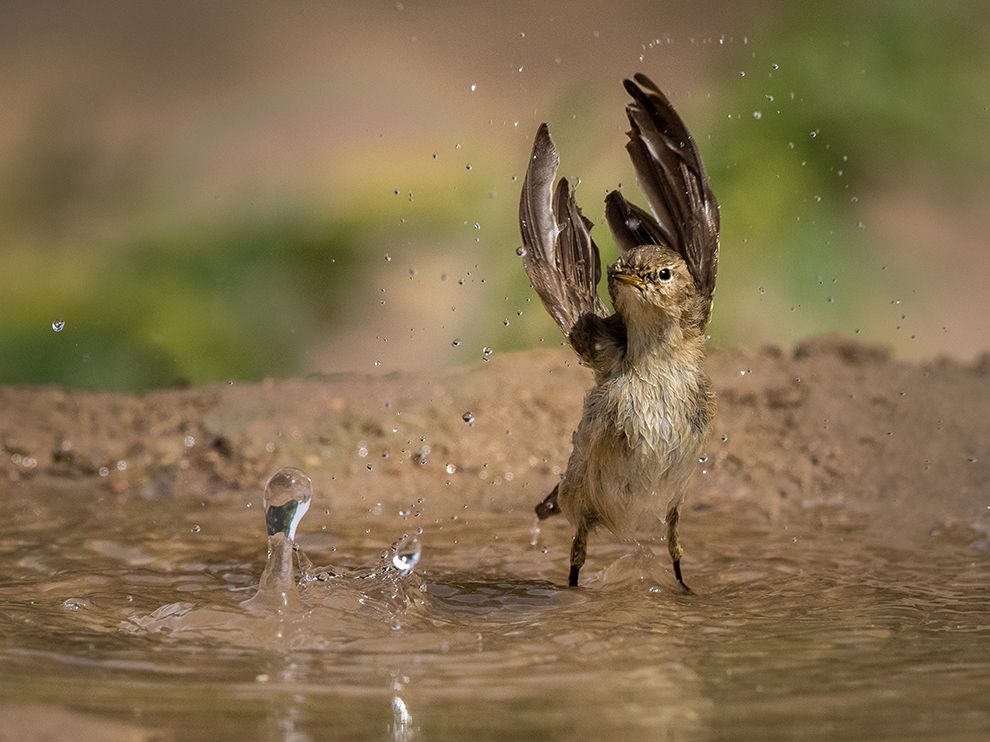 a willow warbler splashes in a pool of water in Al Ahmadi, Kuwait.jpg