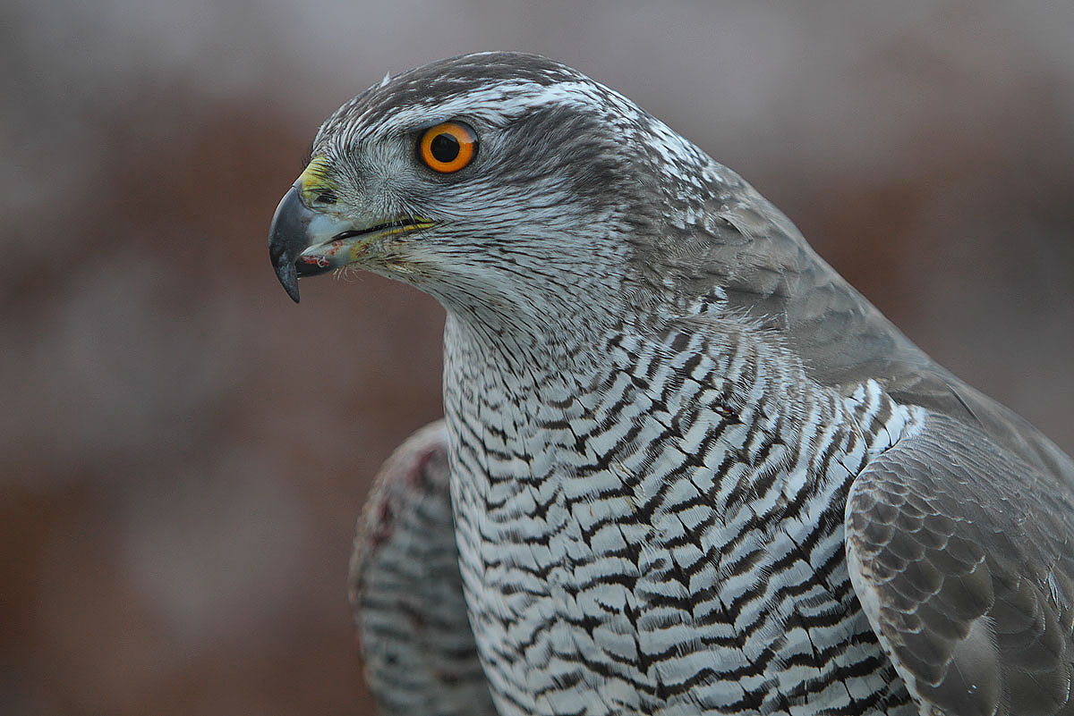 Accipiter_gentilis_-owned_by_a_falconer_in_Scotland_-upper_body-8a.jpg