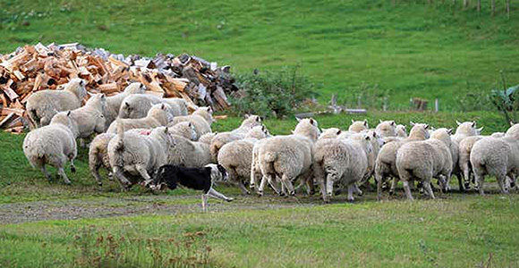 animals-sheep.jpg