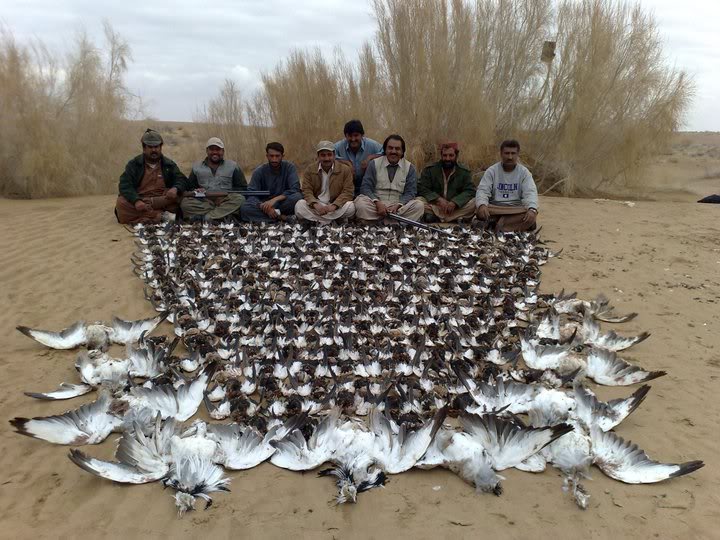 Arab-hunts-2100-houbara-bustards.jpg