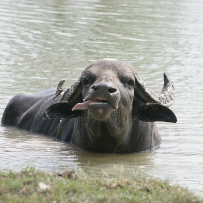 asiatic_water_buffalo.jpg