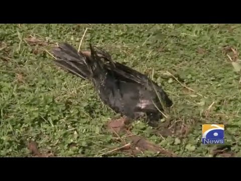 balakot crow.jpg