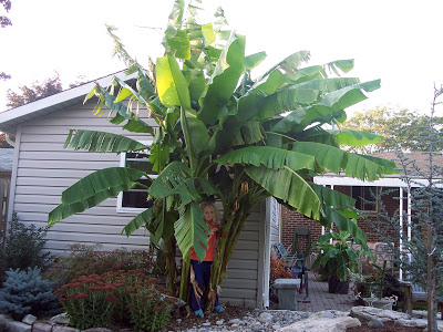 banana in canada.jpg