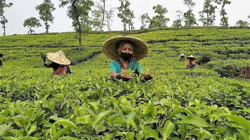 bangladesh-tea_0.jpg