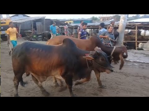 Bangladeshi Cow Market.jpg