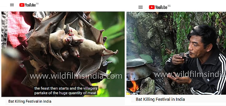 Bat Killing Festival In India 360b#.jpg