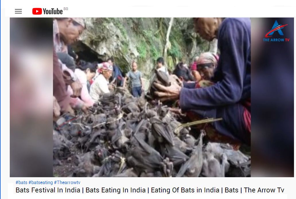 Bats Festival In INdia2-700.jpg