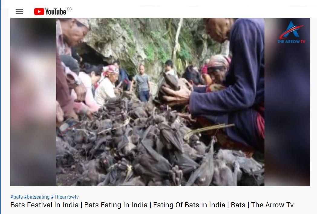 Bats Festival In INdia2.jpg