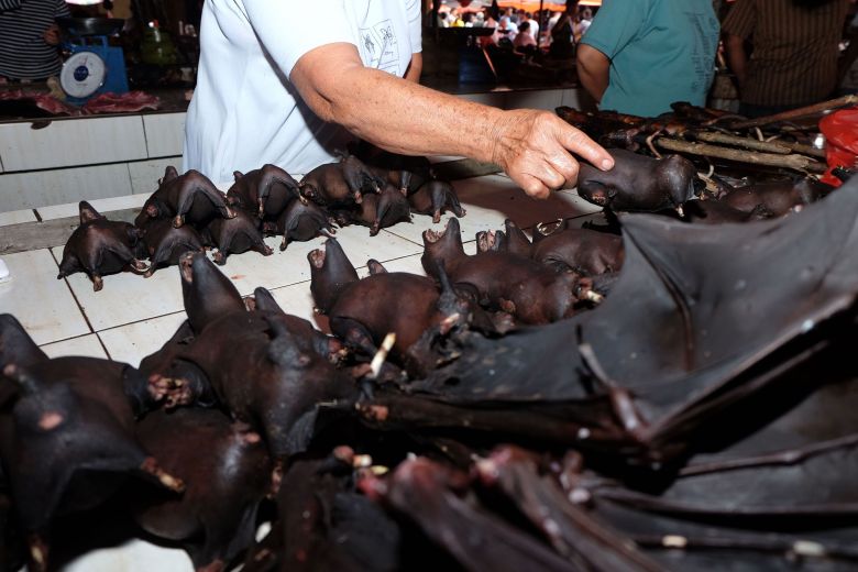 Bats for sale at Indonesia wildlife market ycbat120220.jpg