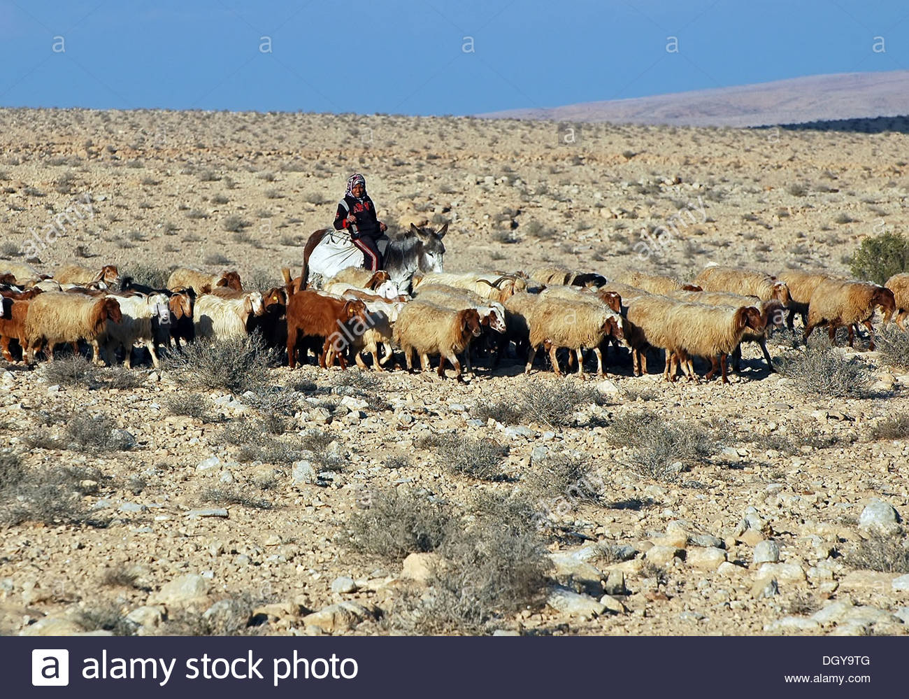 bedouin-shepard-girl-ride-a-donkey-in-the-negev-israel-DGY9TG.jpg