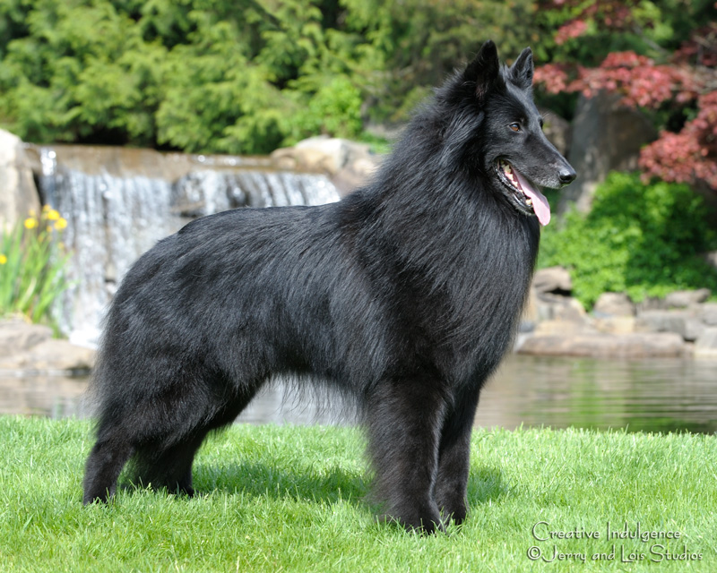 Belgian-Sheepdog-Champion.jpg