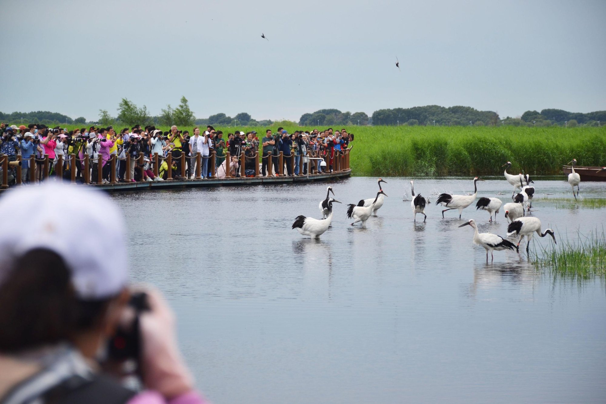 Bird-Island-in-Qinghai-Lake_-Xing-Zhi_Alamy_2G6HBR2.jpg