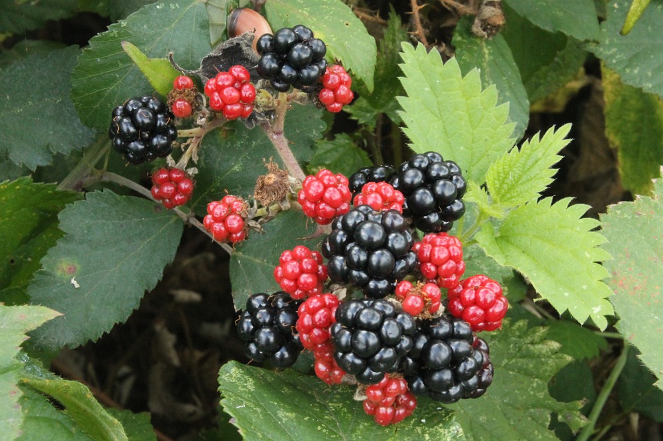 black-berries-2089760_960_720.jpg