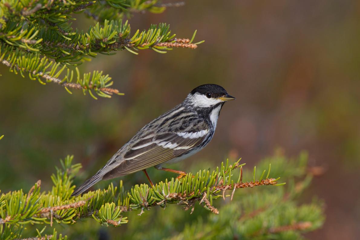 Blackpoll warbler.jpg