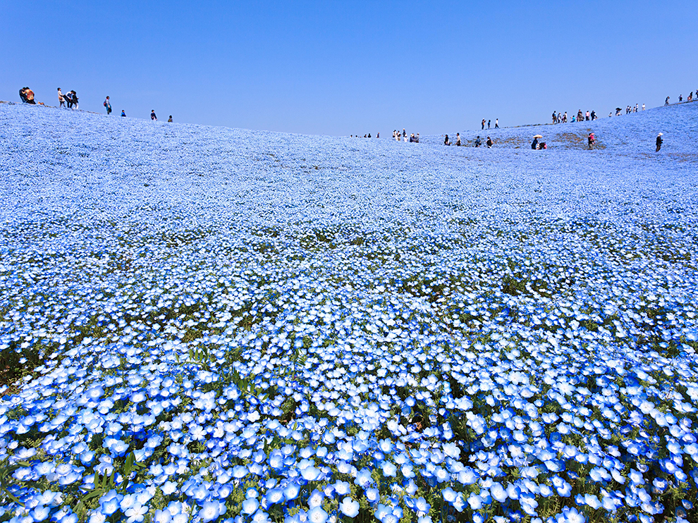 Blue Flowers in Hitachinaka, Japannemophila-flowers-japan_89019_990x742.jpg