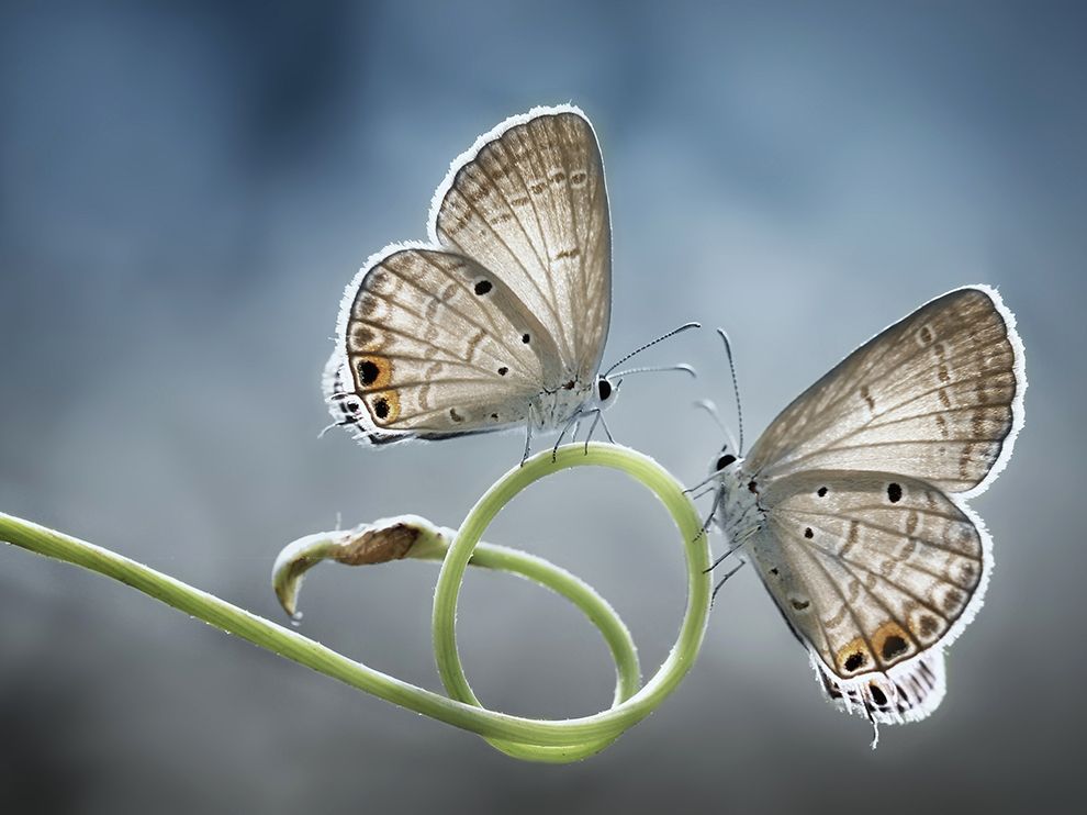 butterflies-plant-twin-symmetry_79786_990x742.jpg