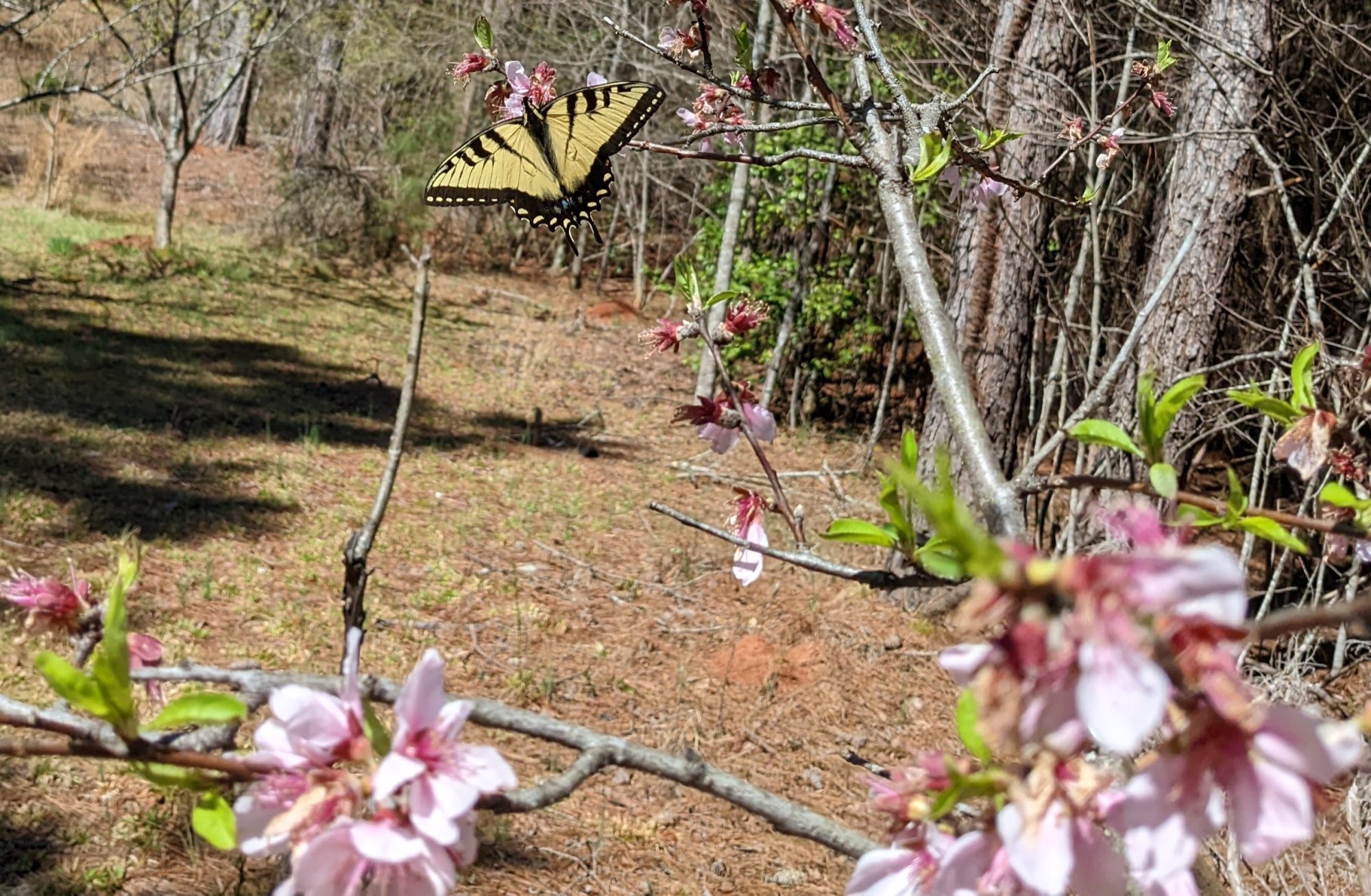 butterfly_nectarine.jpg