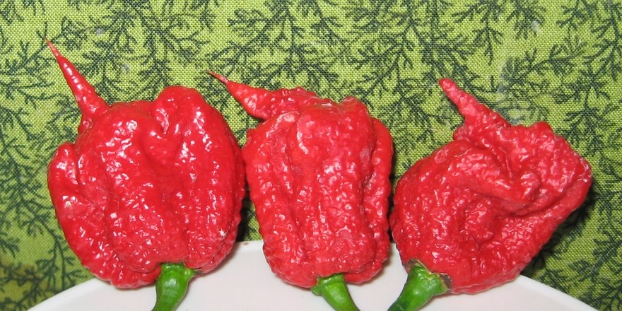 Carolina_Reaper_pepper_pods.jpg