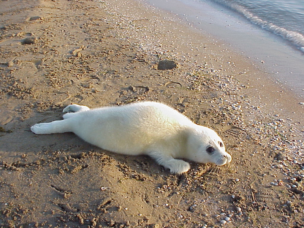 caspian seal ogurchinsky island january 02 004.jpg