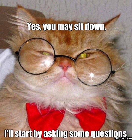 -Cat-interview-MEME-Funny-Pictures.jpg