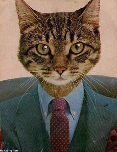 Cat_Suit.jpg