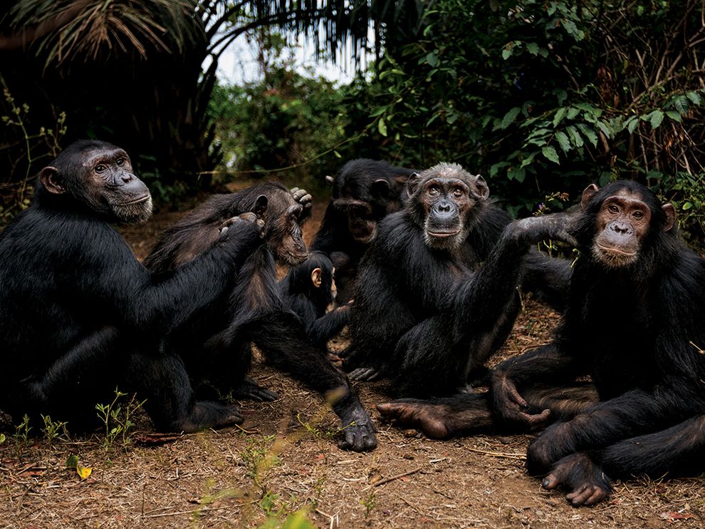 chimpanzee-goodall-gombe-tanzania_81644_990x742.jpg