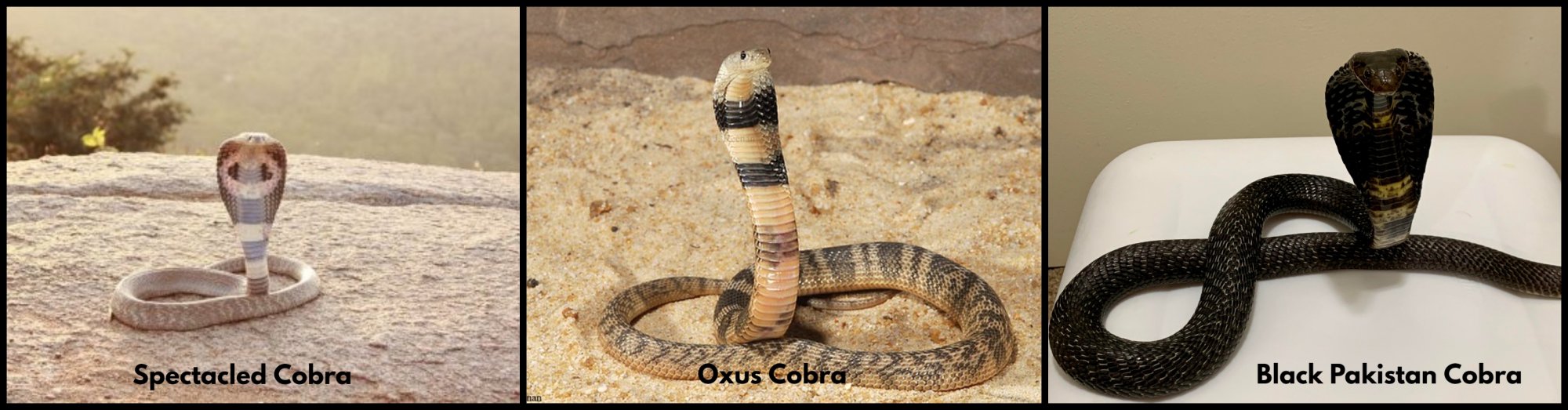 Cobra.jpg