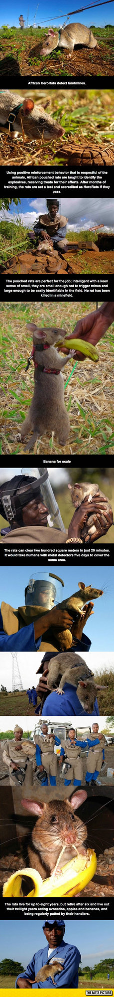 cool-rats-working-mines-Africa.jpg