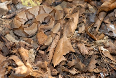 copperhead snake in leaf litter.jpg