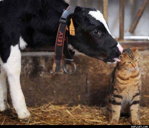 Cow_and_lol_cat.jpg