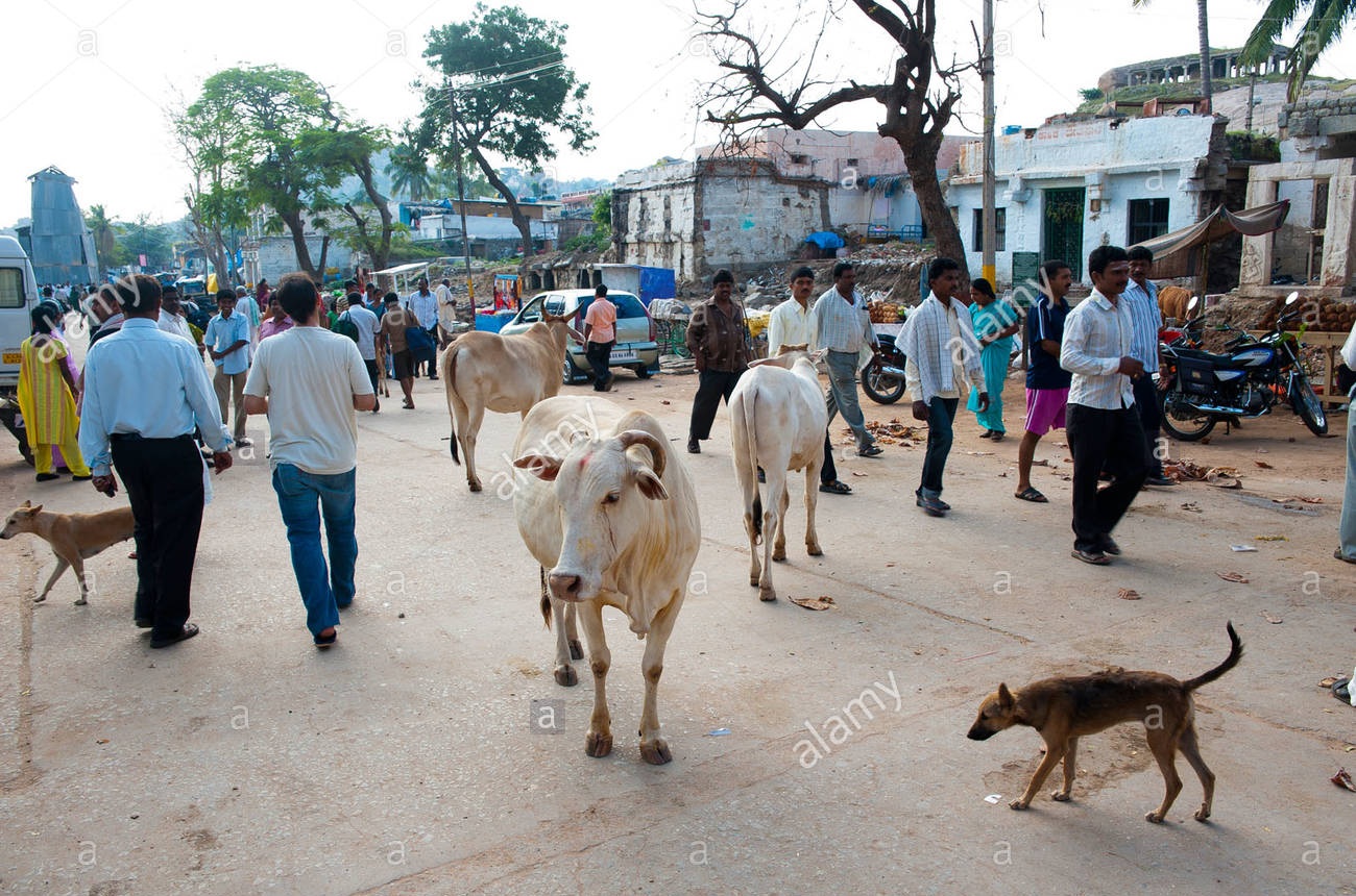 cows-and-dogs-wandering-freely-at-hampi-bazaar-street-in-hampi-karnataka-CED5F0.jpg