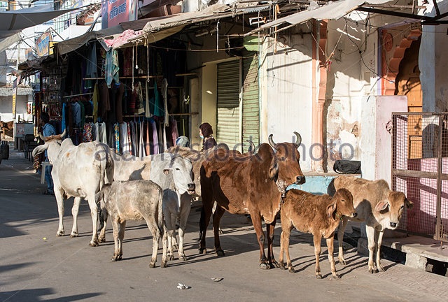 cows-in-pushkar-streets-rajasthan-india-ejep6c.jpg