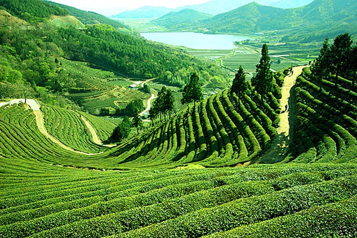 Darjeeling_tea_hills.jpg