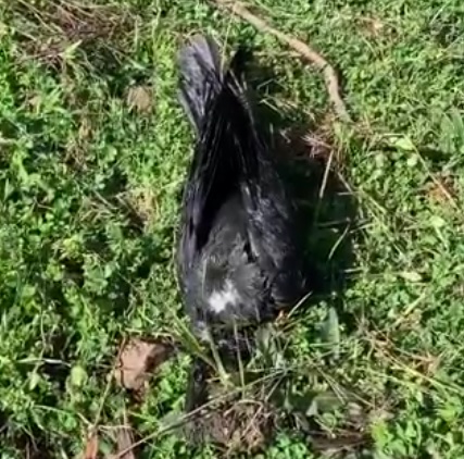 Dead Crow.jpg