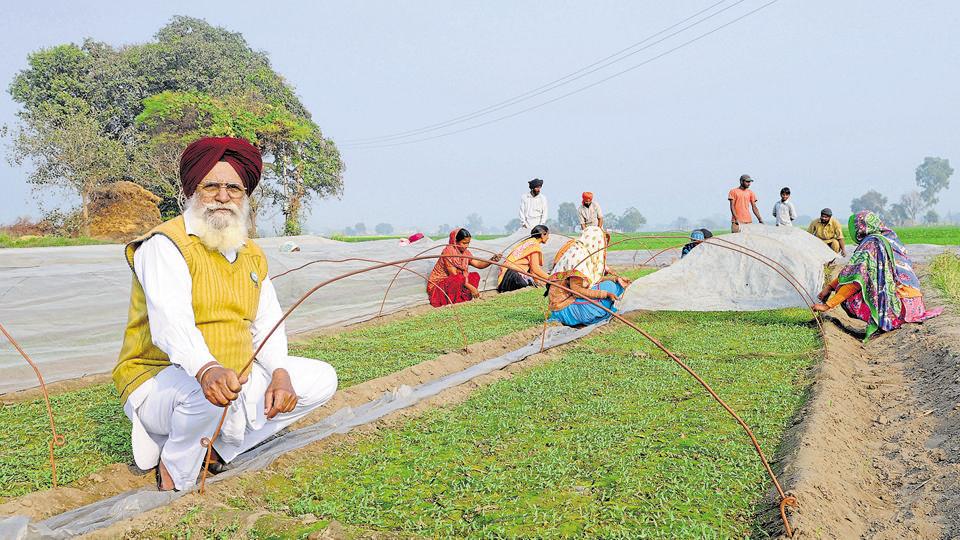 december-village-december-punjab-workers-producer-tuesday_b1849e04-c00b-11e6-b4af-637223eab3d5.jpg