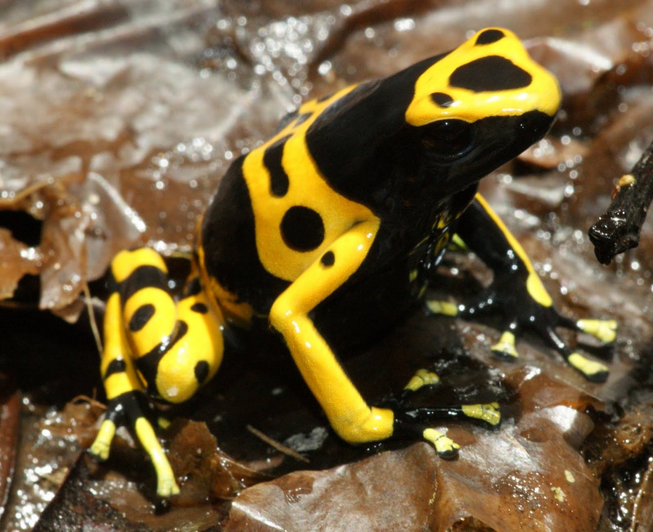 Dendrobates leucomelas Lema.jpg