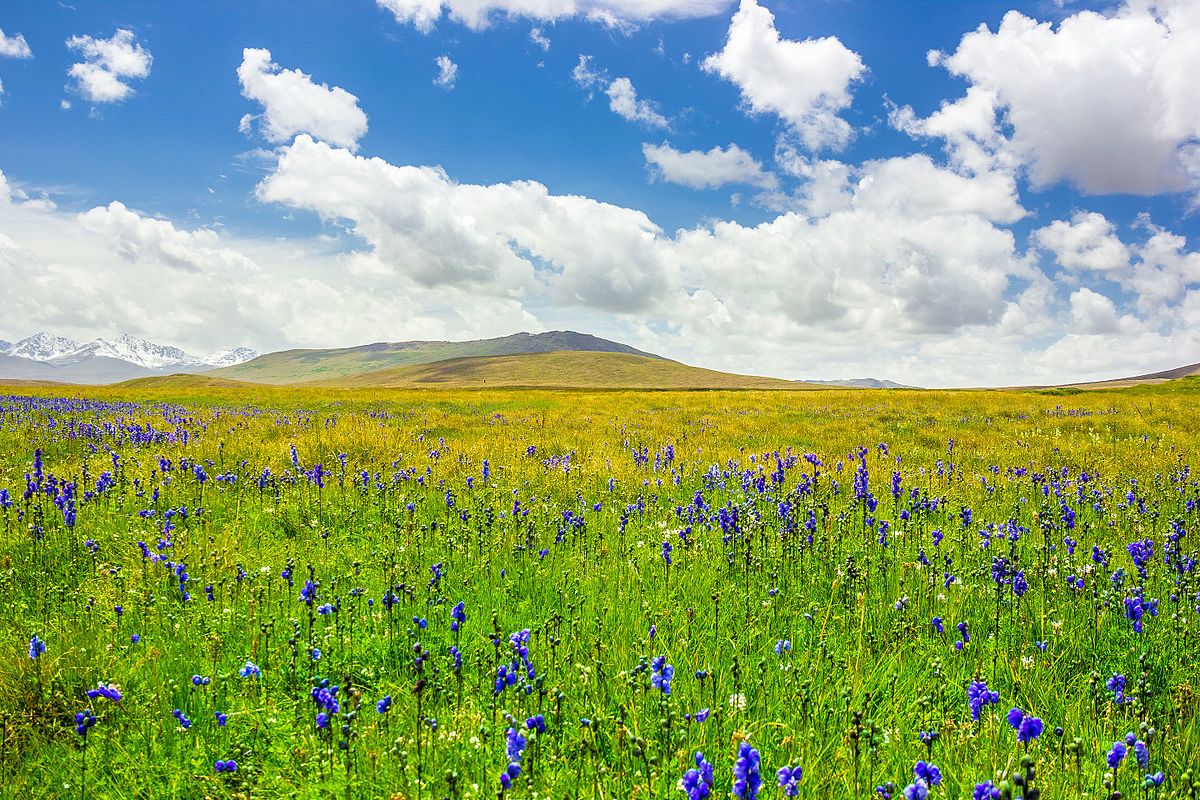 Deosai_National_Park,_Pakistan_2_-_August.jpg