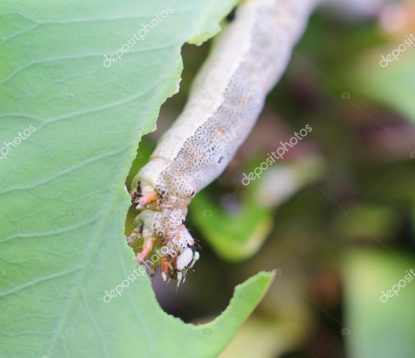 depositphotos_161863604-stock-photo-worm-or-caterpillar-eating-leaf.jpg