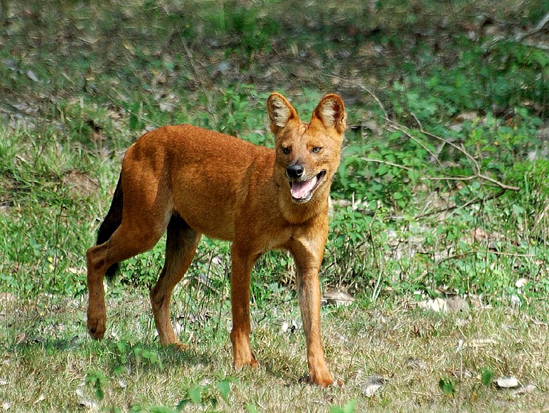 dhole.jpg