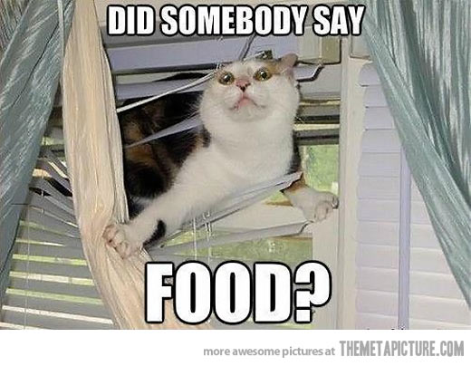 Did-Somebody-Say-Food-Funny-Hungry-Cat-Caption.jpg