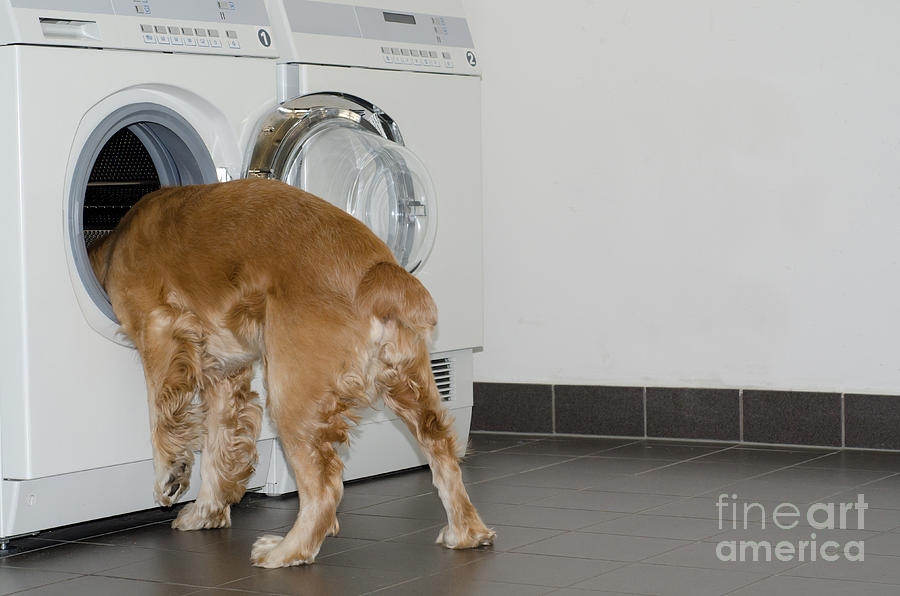 dog-and-washing-machine-mats-silvan.jpg