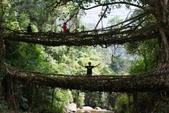 double-decker-root-bridge.jpeg