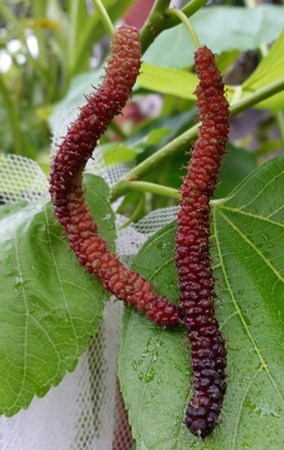 dwarf-mulberry-red-shahtoot-7040.jpeg