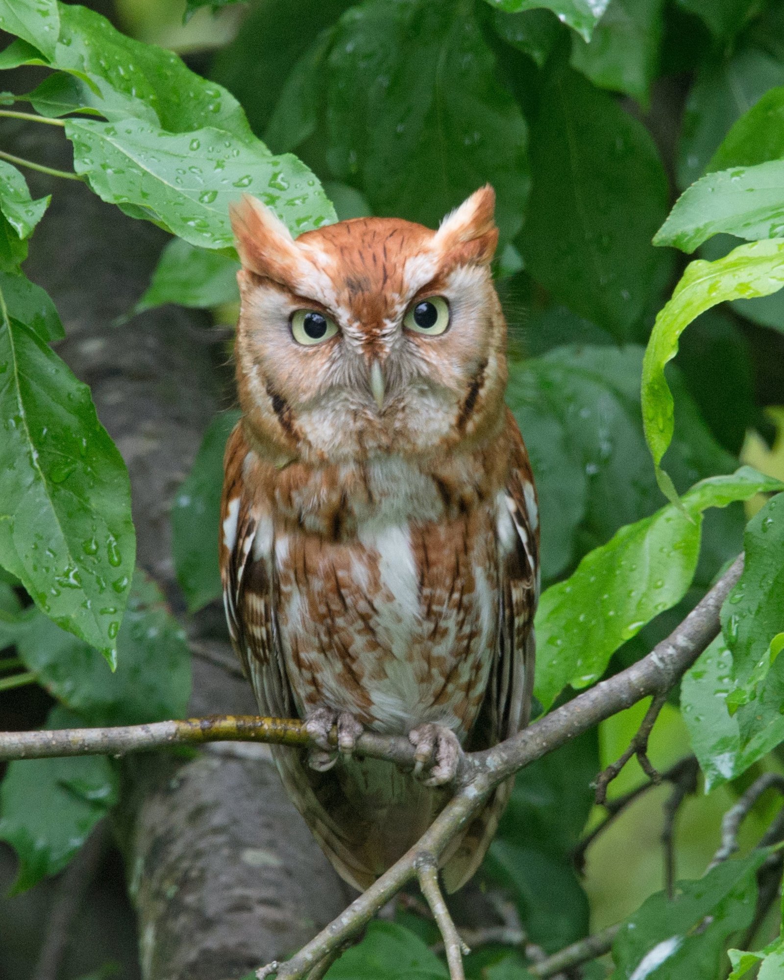 Eastern+Screech+Owl_Randy-Streufert.jpg