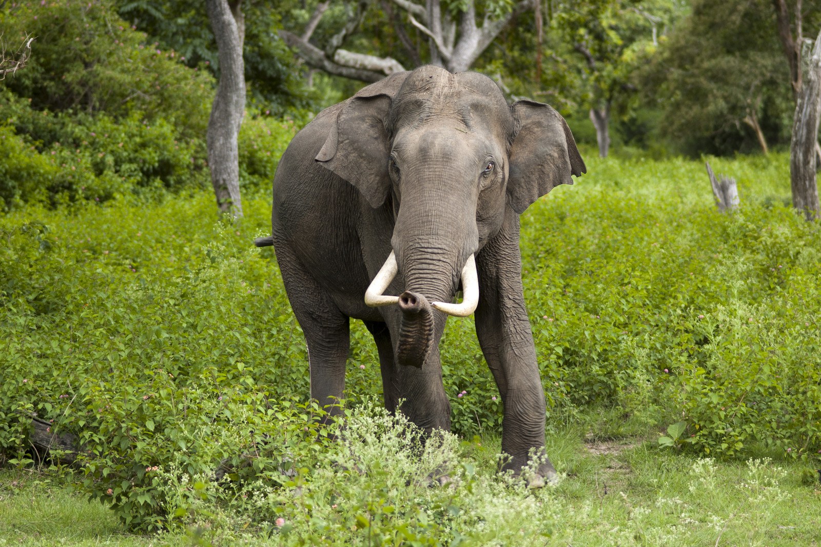 Elephas_maximus_(Bandipur).jpg