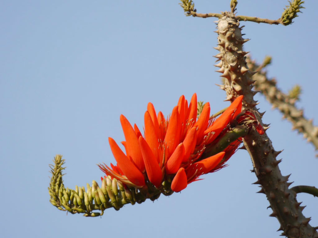 Erythrina-variegata-Indian-Coral-Tree3.jpg