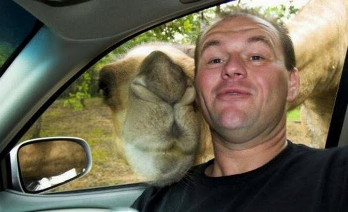 funny-animal-selfie-031.jpg