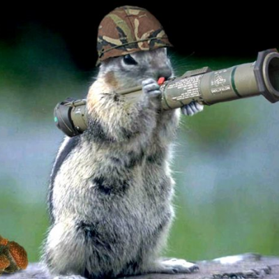 Funny+Animal+With+Gun[1].png