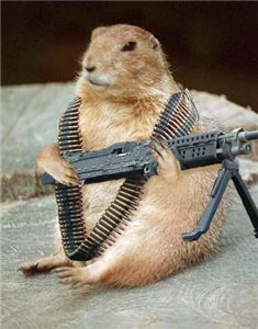 funny-animals-with-guns[1].jpg