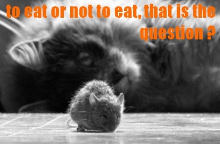 funny-cat-looking-at-mouse-445x291[1].jpg